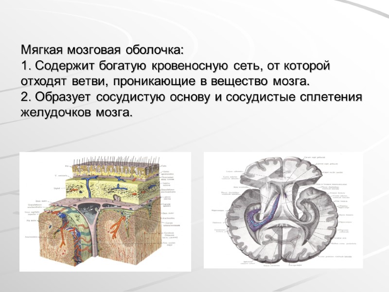 Мягкая мозговая оболочка: 1. Содержит богатую кровеносную сеть, от которой отходят ветви, проникающие в